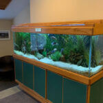 Fish Aquarium at Concord Dental Associates Office
