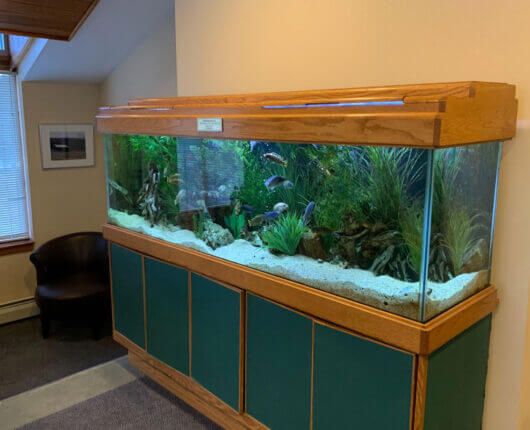 Fish Aquarium at Concord Dental Associates Office